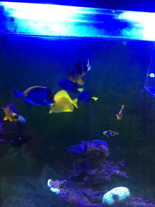 昌平北七家海水魚友出養定老魚，限同城打包自提，共探海水養殖技術交流