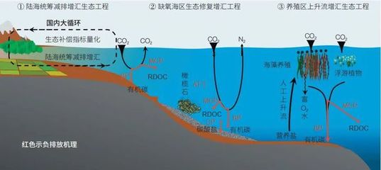 海洋負排放技術 焦念志院士領航，以海水養殖創新助力國家碳中和目標